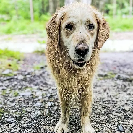 Evi 1 By Interhome Apartmán Hollersbach im Pinzgau