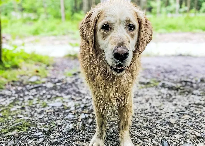 Evi 1 By Interhome Apartmán Hollersbach im Pinzgau